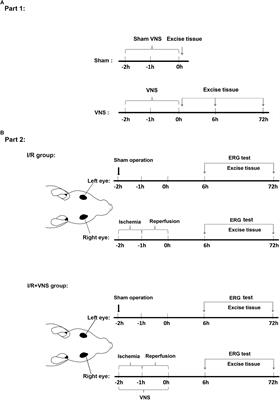 Vagal Nerve Stimulation Attenuates Ischemia-Reperfusion Induced Retina Dysfunction in Acute Ocular Hypertension